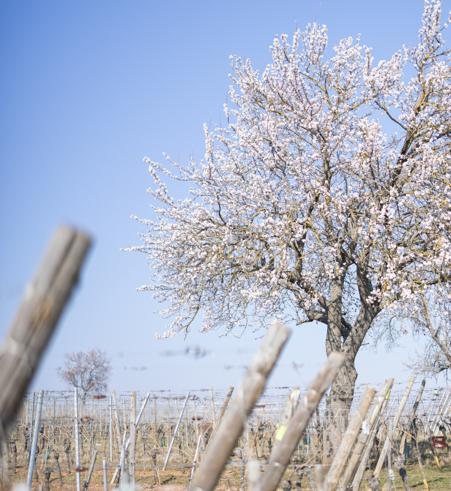 Vins rené Blanck - viticulture raisonnée à Colmar et Mittelwihr